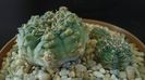 Gymnocalycium bruchii v. brigittae, Taninga, Argentina