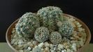Gymnocalycium bruchii