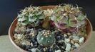 Gymnocalycium anisitsii cv. Purple Blush (2 ex.) & Gymnocalycium spegazzinii v. unguispinum