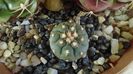 Gymnocalycium spegazzinii v. unguispinum