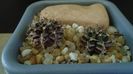 Gymnocalycium mihanovichii v. stenogonum (2 ex.)