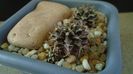 Gymnocalycium mihanovichii v. stenogonum (2 ex.)