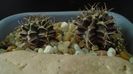 Gymnocalycium mihanovichii v. stenogonum (2 ex.)
