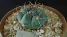 Gymnocalycium ochoterenae ssp. vatteri