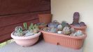 Cactusii cold hardy