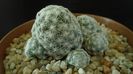 Mammillaria humboldtii & Mammillaria vetula ssp. gracilis cv. Oruga