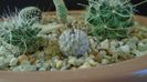 Mammillaria perezdelarosae ssp. andersonii