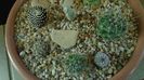 Grup de 8 Mammillaria