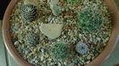 Grup de 8 Mammillaria