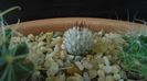 Mammillaria perezdelarosae ssp. andersonii