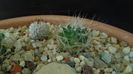 Mammillaria zephyranthoides & Mammillaria perezdelarosae ssp. andersonii