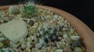 Mammillaria stella-de-tacubaya