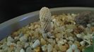 Turbinicarpus heliae, sp. nov.