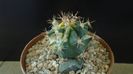 Ferocactus wislizeni variegat