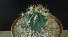 Ferocactus wislizeni variegat