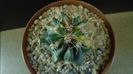 Ferocactus wislizeni variegat
