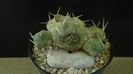 Cumulopuntia rossiana