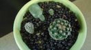 Pediocactus paradinei & Pediocactus simpsonii v. minor (2 ex.)