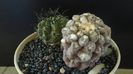 Eriosyce (Thelocephala) odieri (Neochilenia reichei) & Eriosyce taltalensis ssp. paucicostata