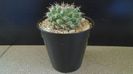 Mammillaria uncinata, SB 316 La Blanca, Zacatecas, Mx
