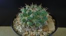 Mammillaria uncinata, SB 316 La Blanca, Zacatecas, Mx