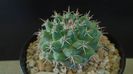 Mammillaria uncinata, SB 316 La Blanca, Zacatecas, Mx