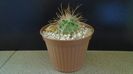 Parodia aureicentra v. rauschii (Brazilia, Argentina)