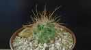 Parodia aureicentra v. rauschii (Brazilia, Argentina)