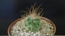 Parodia aureicentra v. rauschii (Brazilia, Argentina)