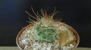 Parodia aureicentra v. rauschii (Brazilia, Argentina)