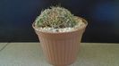Parodia (Notocactus) sellowii (Brazilia, Argentina)