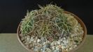 Parodia (Notocactus) sellowii (Brazilia, Argentina)