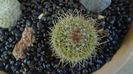 Mammillaria varieaculeata, ML195 El Campanario, Calipan, Puebla, Mx