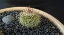 Mammillaria varieaculeata, ML195 El Campanario, Calipan, Puebla, Mx