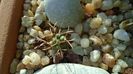 Coryphantha kracikii