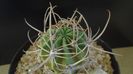 Lobivia (Echinopsis) ferox