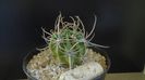 Lobivia (Echinopsis) ferox