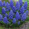 Muscari blue spike-da