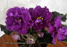 RM Byzantine Rose net