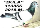 2018.113855.2018.M - Copy