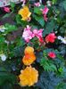 received_695352071355652