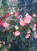 received_242919411240179