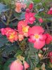 received_988015278739879