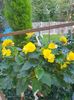received_431453818686402