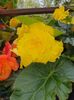 received_683876009301340