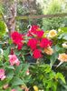 received_1617491498605392
