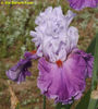 lady of leisure-8