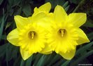 daffs