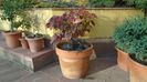 Arbore magic persan (Parrotia persica)
