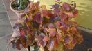Arbore magic persan (Parrotia persica)